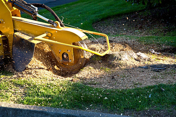 Best Storm Damage Tree Cleanup  in North Mankato, MN